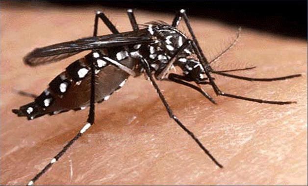 Piden población unirse para combatir dengue